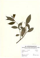 藏品(華八仙)的圖片